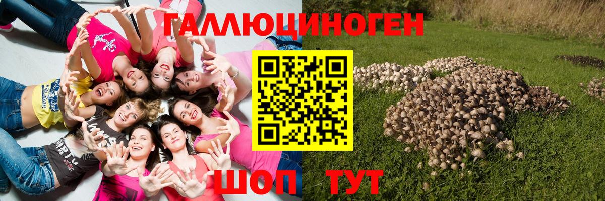 Галлюциногенные грибы Psilocybe Славянск-на-Кубани